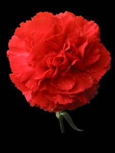 1645 688743f1 ceb8 4d90 b3df 2debd8df5f85 abril