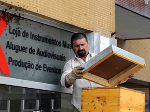 2218 ca540ee9 bbfb 4cdd b465 4941fe5b457f abelhas 2218 ca540ee9 bbfb 4cdd b465 4941fe5b457f abelhas