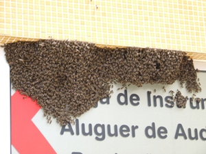 2246 36f5701e 3726 4be9 805a 1019abf8e1d4 susto