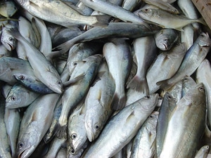 6445 821df39d d3f9 4a5b bc6e 5c4b994ec7cd pescada 6445 821df39d d3f9 4a5b bc6e 5c4b994ec7cd pescada