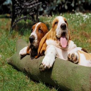 8033 743323ae 2084 47d8 a85b 1b7b9750a221 canina 8033 743323ae 2084 47d8 a85b 1b7b9750a221 canina