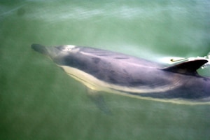 10319 9596d0c0 d43c 4c07 acee 1bcdb79900f9 golfinho