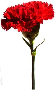 10377 36d03a7b 9766 4654 83dd 2ddd3e6b378a abril 10377 36d03a7b 9766 4654 83dd 2ddd3e6b378a abril