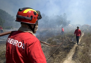 13543 6869227a 138a 4e3e 8c02 ef868bf8d516 florestal 13543 6869227a 138a 4e3e 8c02 ef868bf8d516 florestal