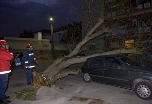 16017 cf01c625 39e4 4252 a2a7 3763e726d235 arvore 1 16017 cf01c625 39e4 4252 a2a7 3763e726d235 arvore 1