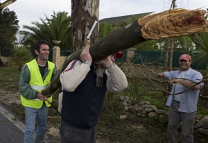 17770-c73c04f2-fe6b-4610-b661-04d40d18e9f8-arvores-1