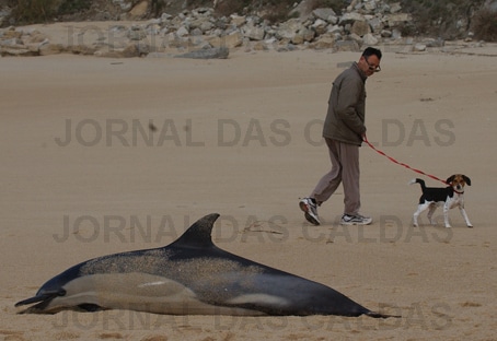 56921 4d28c825 f06b 49df 869c 61577e6f19c3 golfinho 1