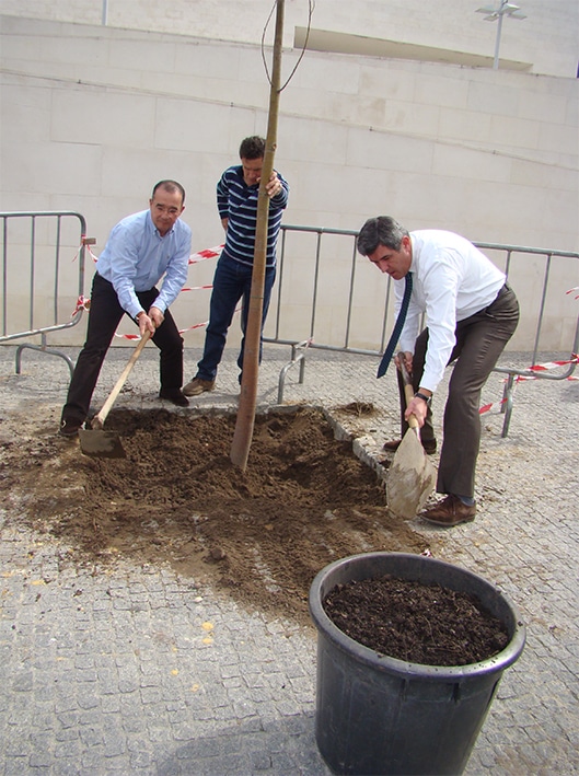 57124-584845a7-b1ea-4590-8899-4c7aadfc0e13-arvorenovo