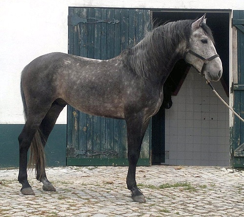 57967 e30640e8 4708 4d39 8197 2845d783ff31 cavalo 57967 e30640e8 4708 4d39 8197 2845d783ff31 cavalo