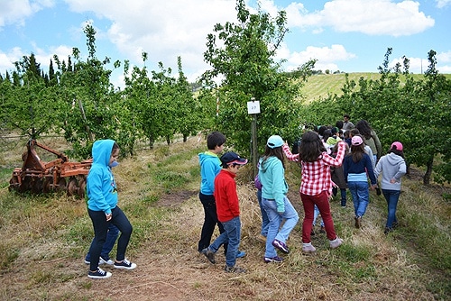 58328 76fb375c 7443 48ae b62a d97438f485f6 pomares