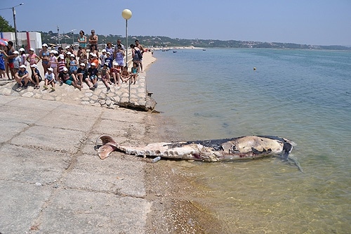 59777 f54a95fa d50c 4fc0 a518 6bc23c659b03 baleia 1