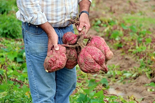 61897 50aa2980 d9a5 4e05 855d c63001b3d145 batata 61897 50aa2980 d9a5 4e05 855d c63001b3d145 batata