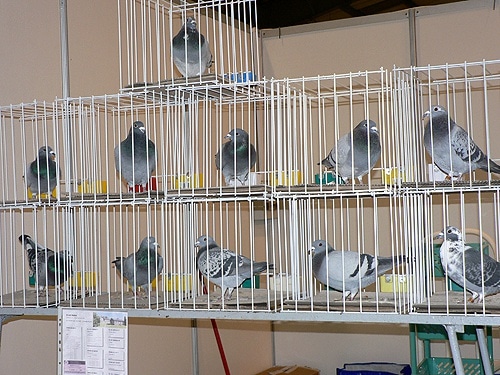 63941 af968465 f995 4650 84cd b9dd4298a463 pombos1