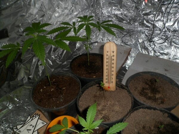 63994 a13c83e0 16c9 43eb 9430 cb96a7d4c653 canabis0