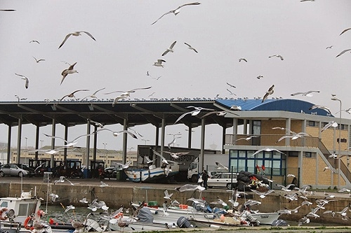 64286 e6bbb92d aab7 4a95 a1fa 44053b309711 pescas