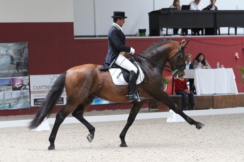 65399 f0054b6a acc7 4e32 ba36 d2b9c8eb3a3a dressage