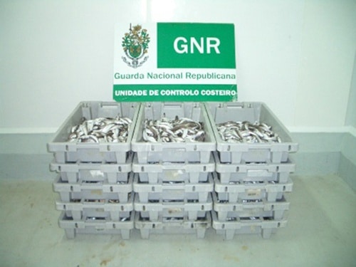 65430 48e5fba7 b396 4a8c 80c2 6e6059501dfa pescado 65430 48e5fba7 b396 4a8c 80c2 6e6059501dfa pescado