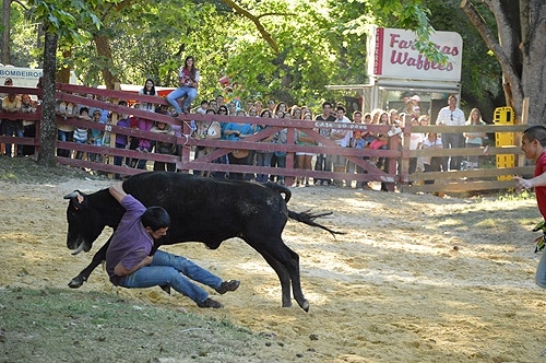 65732 2e760066 537d 4560 a003 10935dc020db cavalo 1 65732 2e760066 537d 4560 a003 10935dc020db cavalo 1