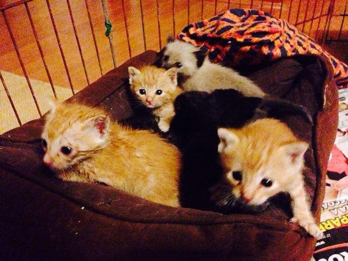 66579 f9c014f0 6188 4e98 9dbf c59405f26e3a abandonados