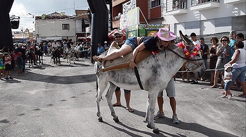 66712 568cbb9c 79c7 479f 85a8 d7dc57fe2016 burros1