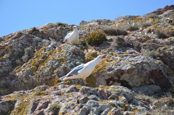 66753 aa5a8e4c 79f1 420f 9b0c 16f9d8d91c8b gaivotas