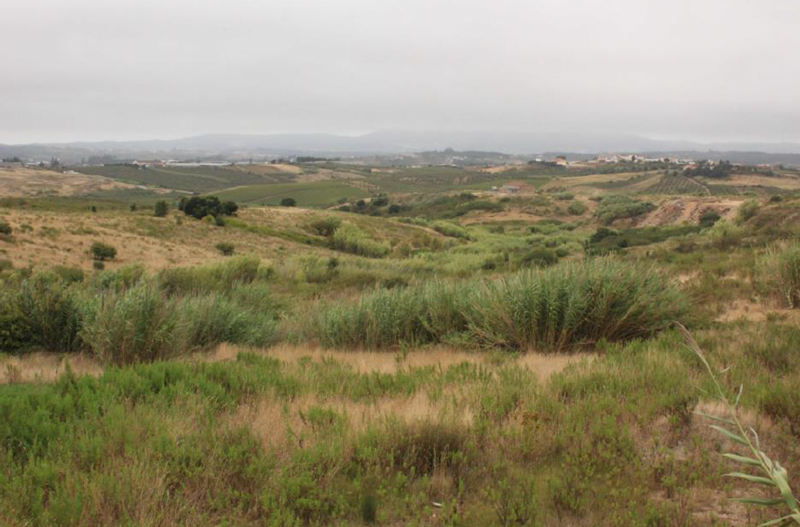 66817-8d790824-cc7d-4f9a-80cb-a05ebfd6d48b-falcao