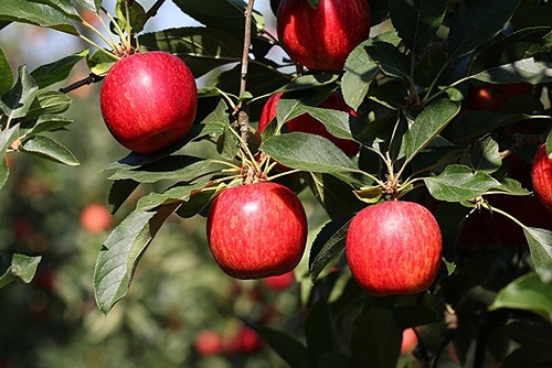 66899 7cd04fec 5188 465d ad2e 9c0fef53c489 maca