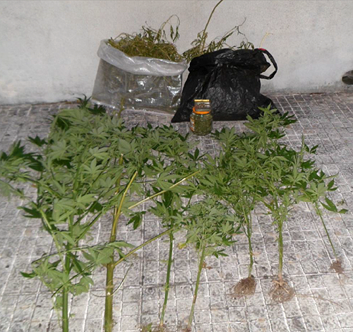 66975 0ebcf7b1 6406 44b4 847b d7f4d22e2d87 cannabis 66975 0ebcf7b1 6406 44b4 847b d7f4d22e2d87 cannabis