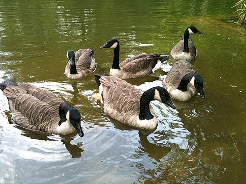 67010 d0f75bb8 7ff5 4e99 b2b9 a974e42c1919 gansos 67010 d0f75bb8 7ff5 4e99 b2b9 a974e42c1919 gansos