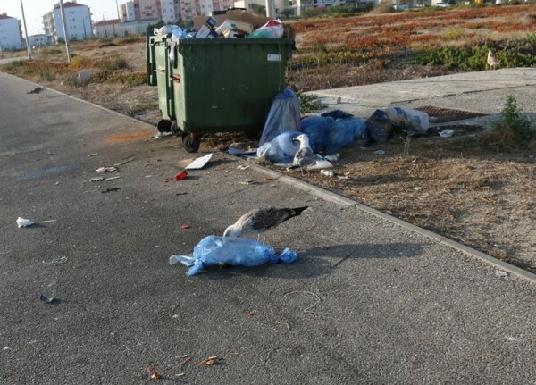 67211 df31ea81 8ff6 45a8 9eca 88f400997d84 toma1