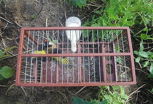 69924 a0603a65 360e 4c17 b134 384d6aa5099e fauna