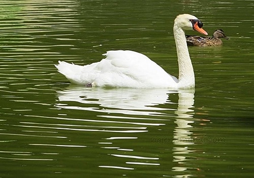 70213 be4edf01 270d 4249 b35a ca7cb8f3d7c8 cisnes