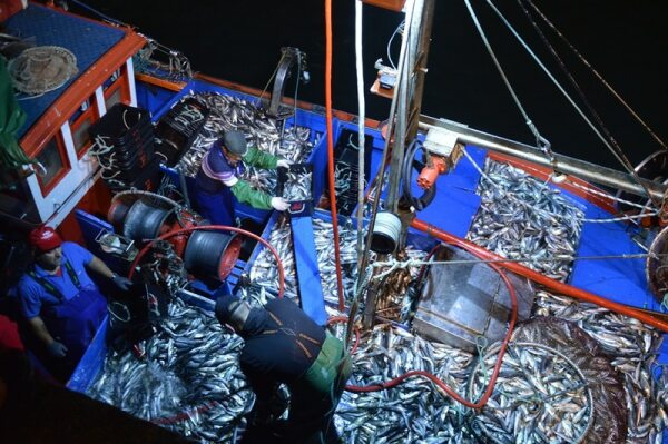 70526 793f71c4 cfb1 463f b872 909f6f611f71 sardinha