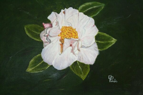 70631 40ed397a d5c7 4891 94ab 29e3a92446aa camelias