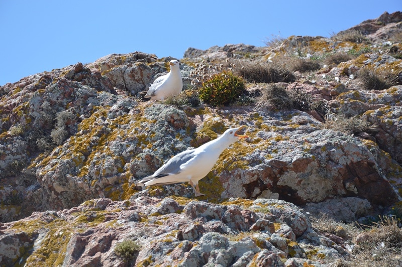 70961-a8f3d092-7618-486e-9627-f1b2db87815e-gaivotas