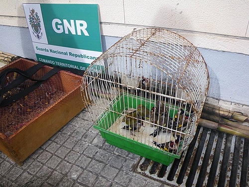 71054 d69b03d0 eb6f 4d4c b593 a927265acb72 aves 71054 d69b03d0 eb6f 4d4c b593 a927265acb72 aves