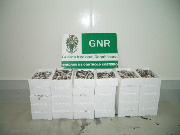 71746 6e9a62ca a34b 4326 8c3d 217463d8bf0f pescada