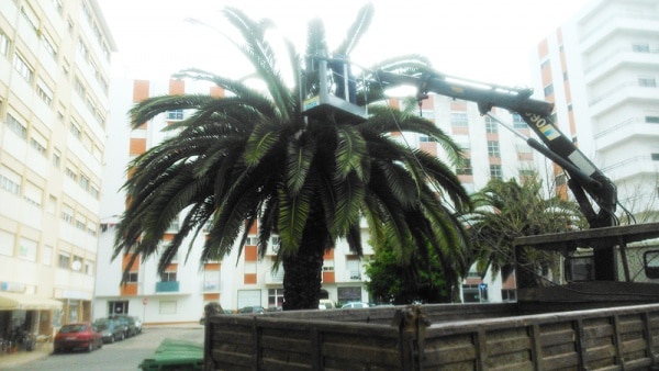 71777 ab5fa1d0 8e72 48c2 b02c d103286687cc palmeira1