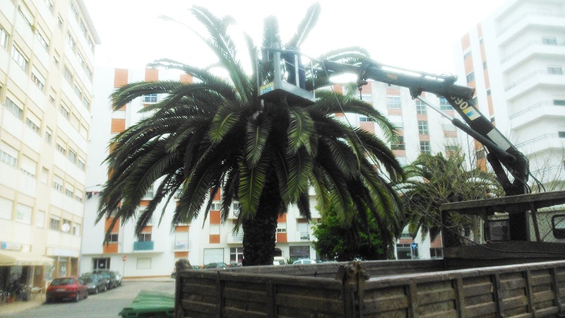 71777-ab5fa1d0-8e72-48c2-b02c-d103286687cc-palmeira1