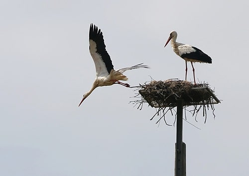 71929 0b799f10 2573 4173 8368 0f1f2c1ddd6a cegonhas