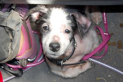 72807 785ca4f1 3401 463e 8d31 4a71d69d890c animal1