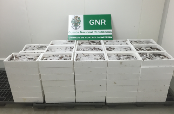 74337 dbbb648a f7c8 4c28 8803 54e442386fb7 pescada