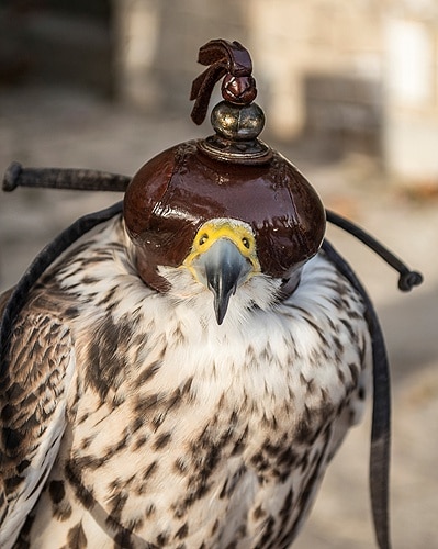 74923 e6760e15 e042 493f be9a 26510f94e67e falcao