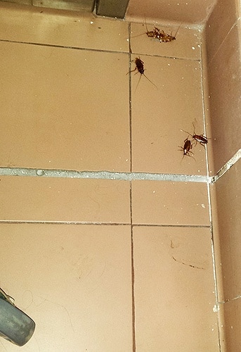 75173 35d2a9f8 0de0 49a7 aa55 2520bb4f7b06 baratas