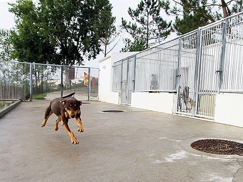 75337 4c3fc2fe b582 4ded 9f73 ad80b6a7fe8c canil