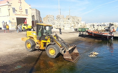 75500 d74b44dd 2948 49fd 9c0b ba3deac9bf3c tartaruga