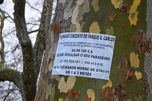 76903 72ce8614 824d 415a b5d5 5202e05a7840 papagaio