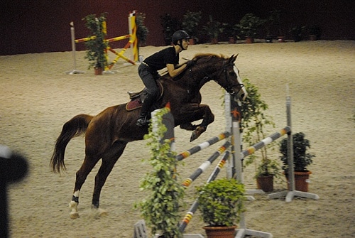 77150 1ef65982 dcf6 43e3 9748 5ac8b67c5bac poule1