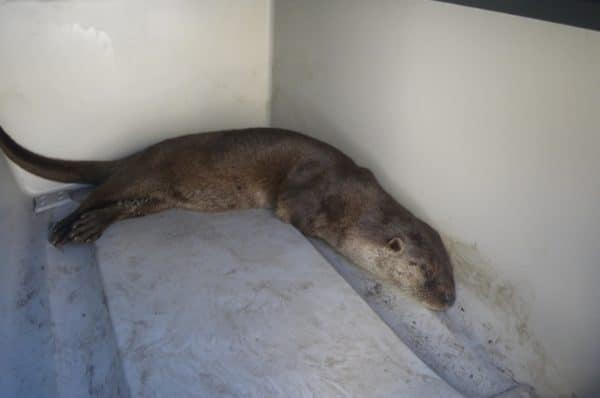 78422 78873274 d129 40ae b545 cbf40a7fb224 lontra 78422 78873274 d129 40ae b545 cbf40a7fb224 lontra