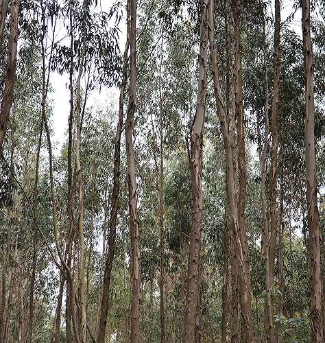 79471 cca0de87 02b2 455c bb7a e67705f4ce72 eucalipto